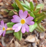 Primula auriculata olgae